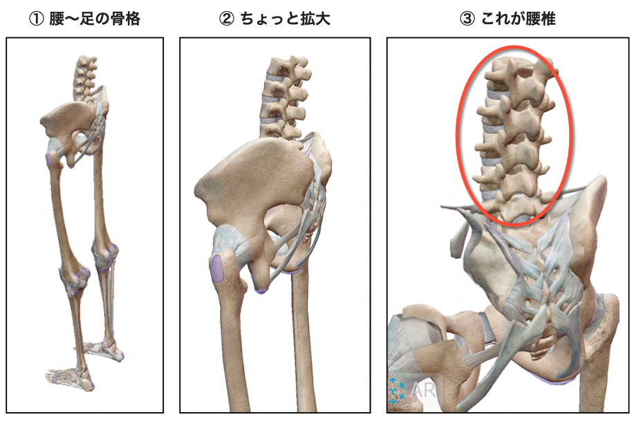 腰下肢の骨格