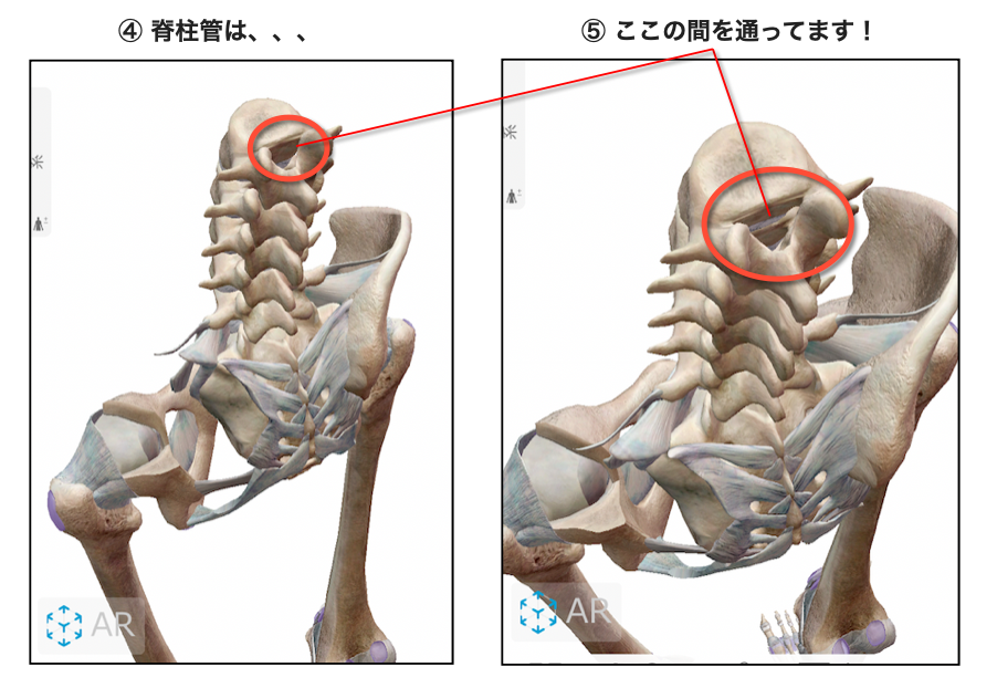 脊柱管の位置の説明