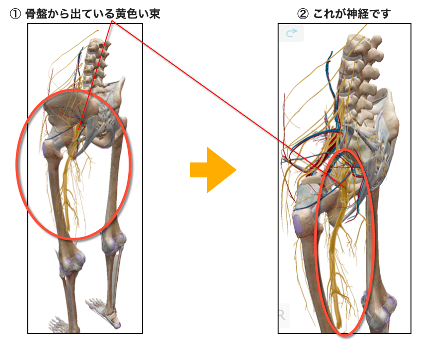 腰の神経の流れ