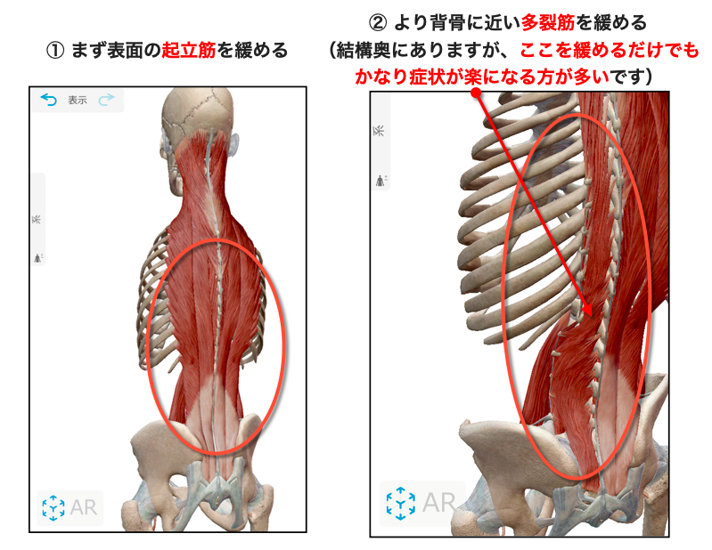 起立筋と多裂筋をゆるめる