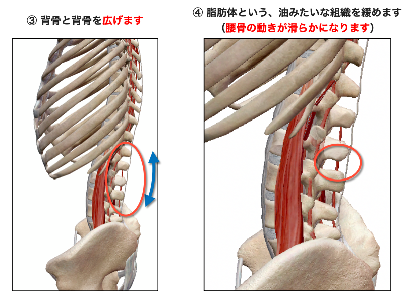 腰椎離開と脂肪体モビ