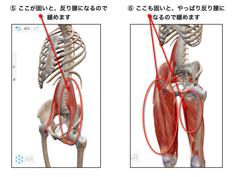 腸腰筋と大腿筋膜張筋、大腿四頭筋、内転筋群をゆるめる