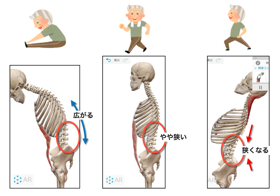 腰椎の動き